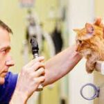 La Jolla Vet Hospital: Your Trusted Pet Care Partner